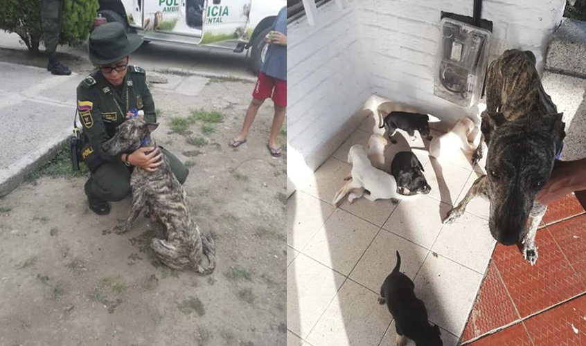 Policía de Cartago rescata a perrita lactando con seis cachorros