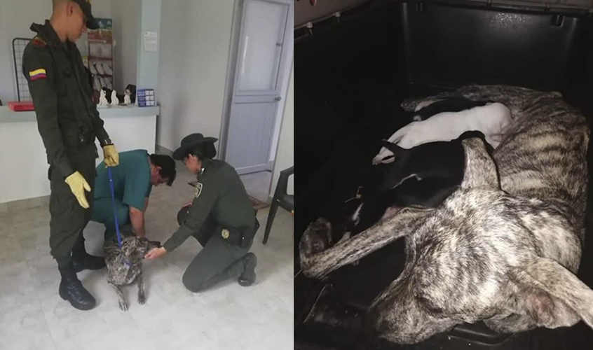 Policía de Cartago rescata a perrita lactando con seis cachorros